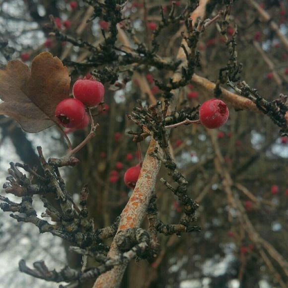 Meet your Posher, Angela - Picture 1 of 1